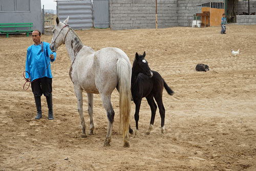 Turkmenistan Pferde