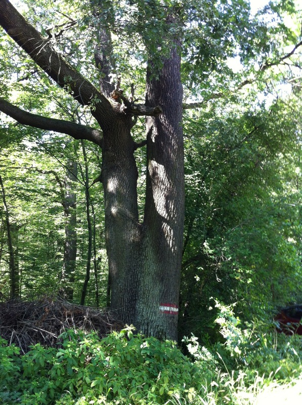 Der dickste Baum von Purkersdorf