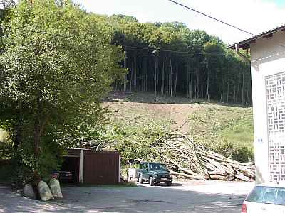 Fällungen Heimgarten