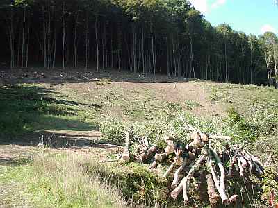 Fällungen Heimgarten