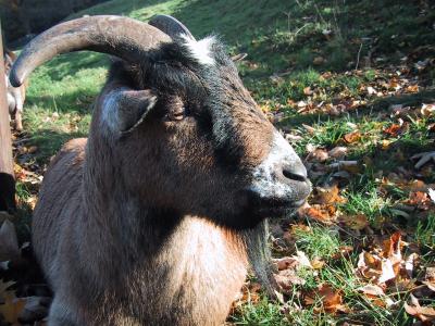 Naturpark im Herbst