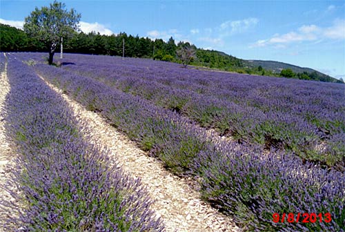 Provence