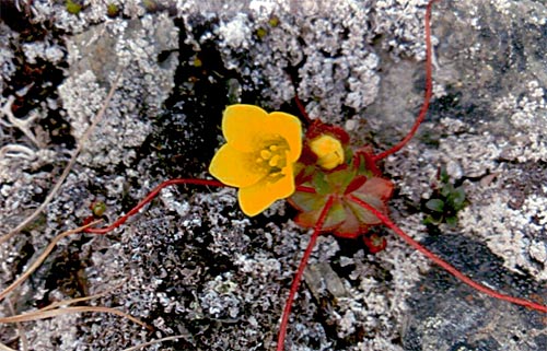 Spitzbergen